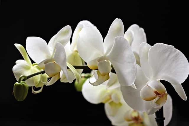orchid